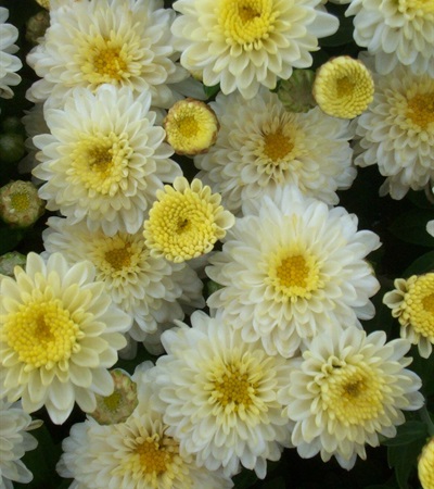 Belgian Mums® Padre White